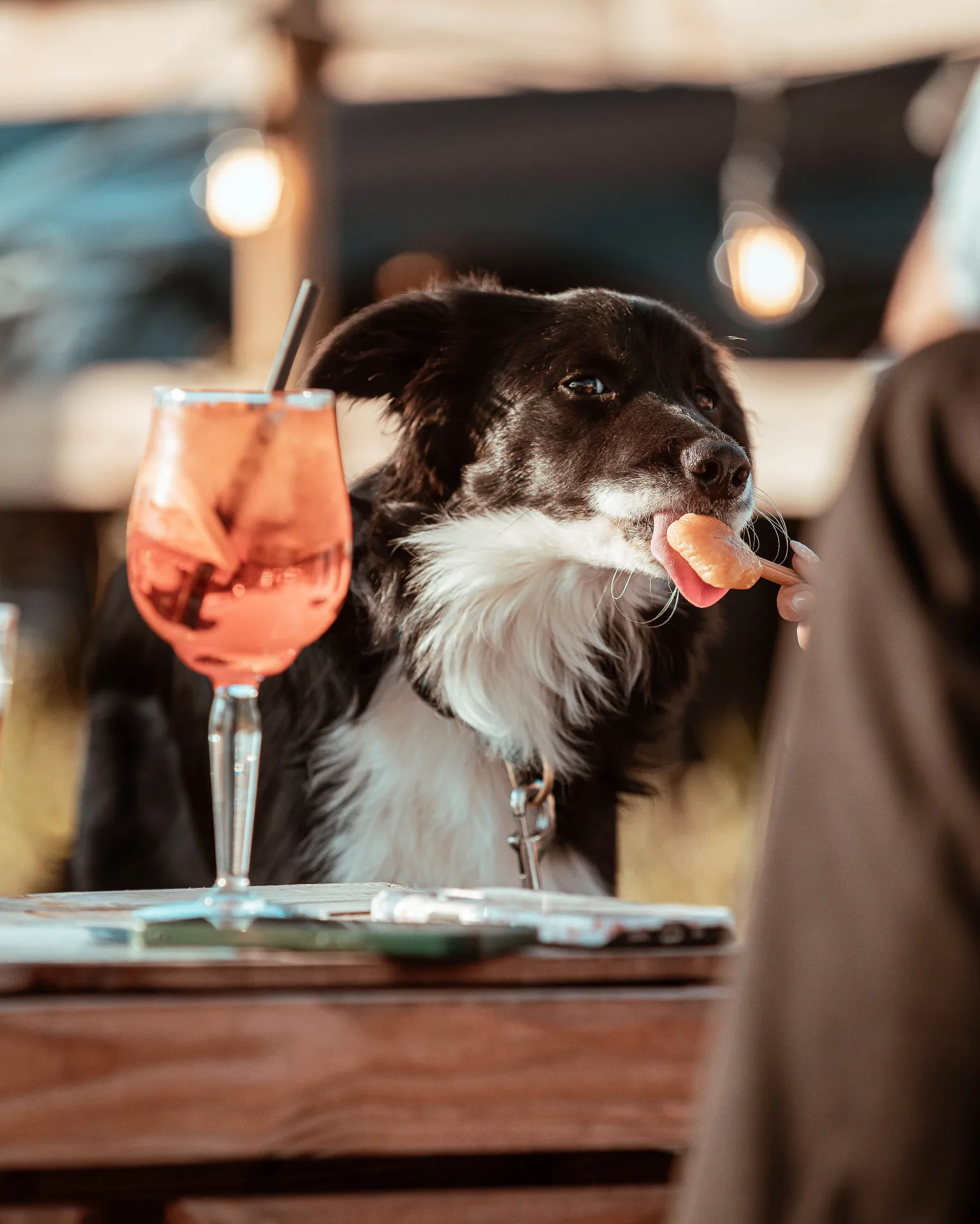Een hond proeft een hondensnack naast een zomerse spritz