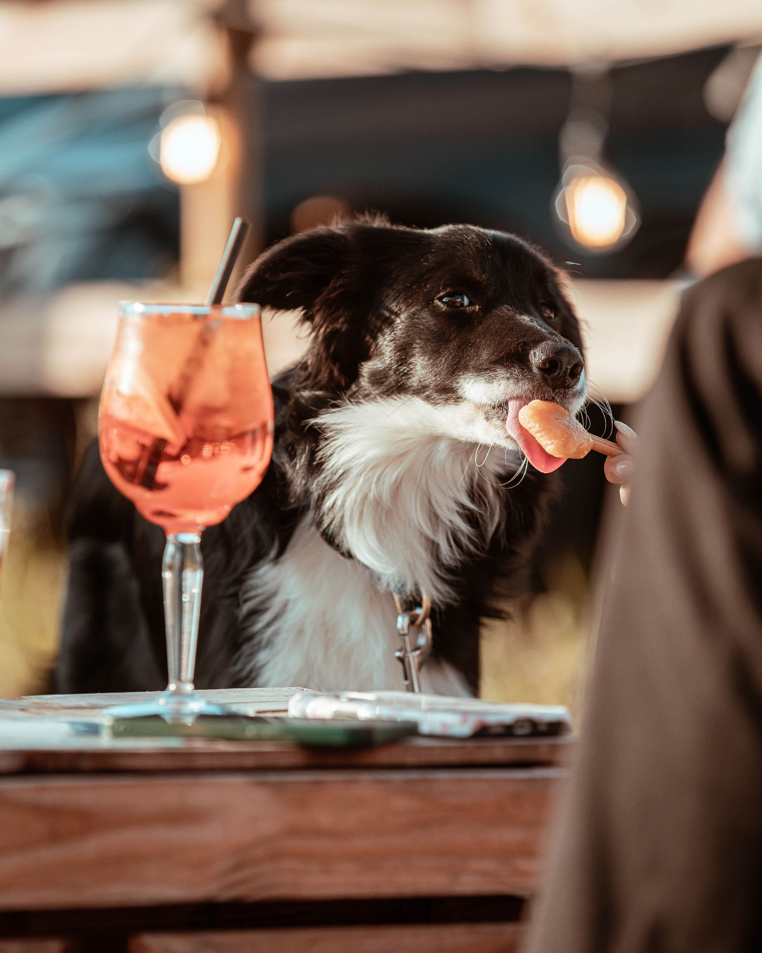 Een border collie krijgt een hondensnack naast een spritz op tafel